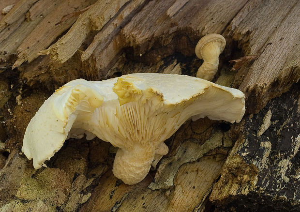 hliva dubová Pleurotus dryinus (Pers.) P. Kumm.