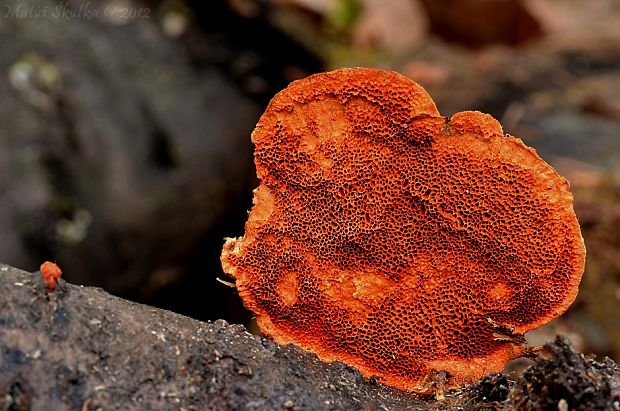 červenica rumelková Pycnoporus cinnabarinus (Jacq.) P. Karst.