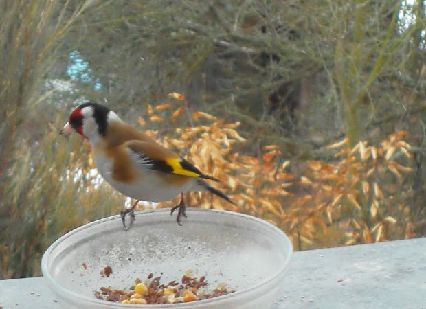 stehlík pestrý Carduelis carduelis