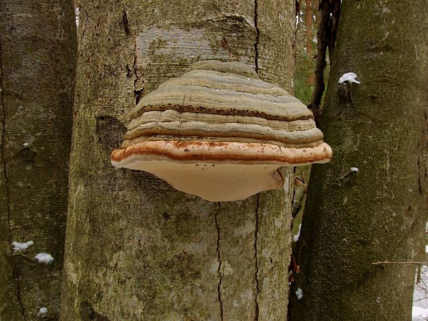 práchnovček pásikavý Fomitopsis pinicola (Sw.) P. Karst.