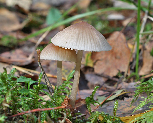 prilbička kužeľovitá  helmovka kuželovitá Mycena metata (Secr. ex Fr.) Kummer.