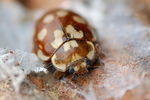 lienka Myrrha octodecimguttata Linnaeus, 1758