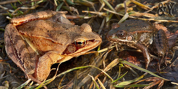 skokany Rana vs. Pelophylax