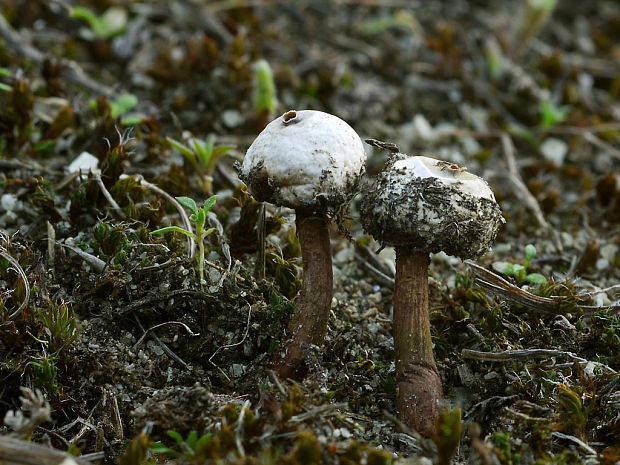 stopkovec Tulostoma sp.