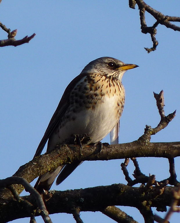 drozd čvíkotavý Turdus pilaris