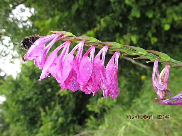 mečík škridlicovitý Gladiolus imbricatus L.