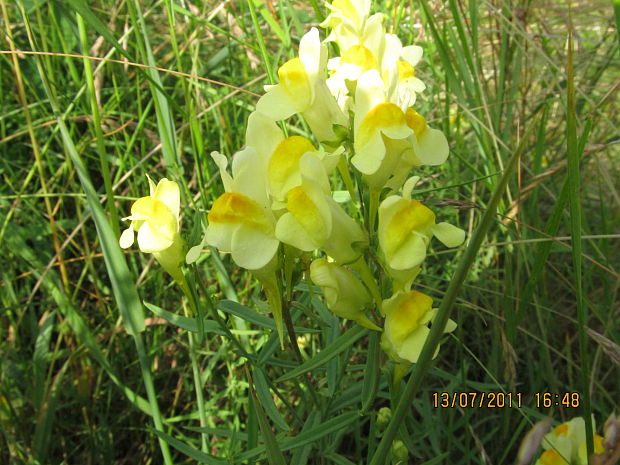 pyštek taliansky Linaria pallidiflora (Lam.) Valdés