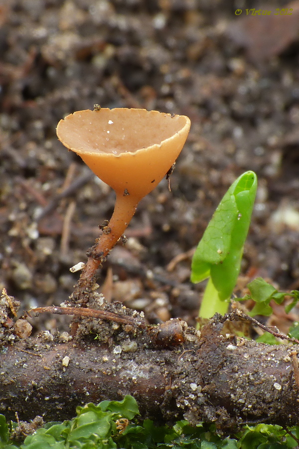 terčovka Rutstroemia sp.