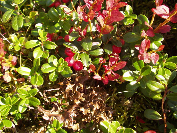 brusnica drobnolistá Vaccinium gaultherioides Bigelow