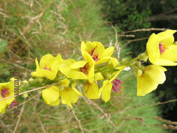 divozel čierny Verbascum nigrum L.