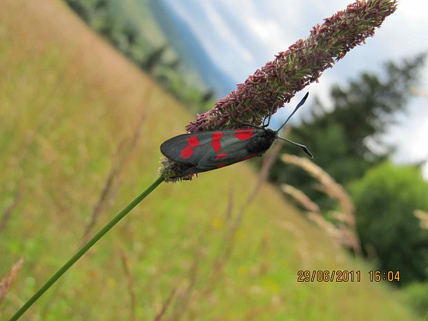 vretienka obyčajná Zygaena filipendulae