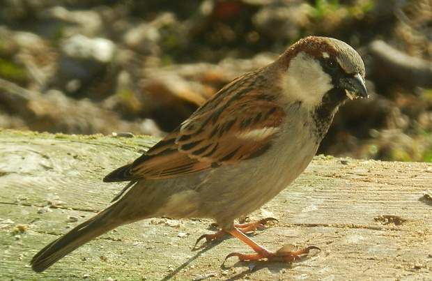 vrabec domový passer domesticus