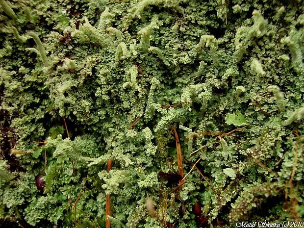 dutohlávka končistá Cladonia coniocraea (Flörke) Spreng.