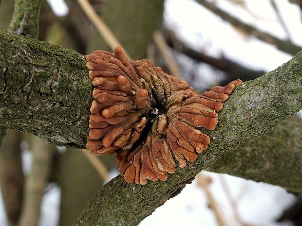 mäsovka lišajníková Hypocreopsis lichenoides (Tode) Seaver