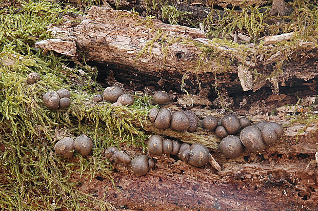 vlčinka červená Lycogala epidendrum (J.C. Buxb. ex L.) Fr.