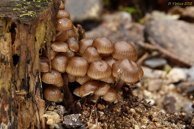 prilbička hnedosivá Mycena tintinnabulum (Paulet) Quél.