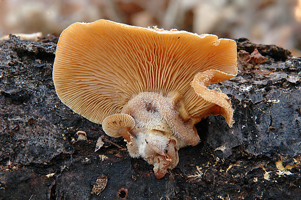 pňovka obyčajná Panellus stipticus (Bull.) P. Karst.