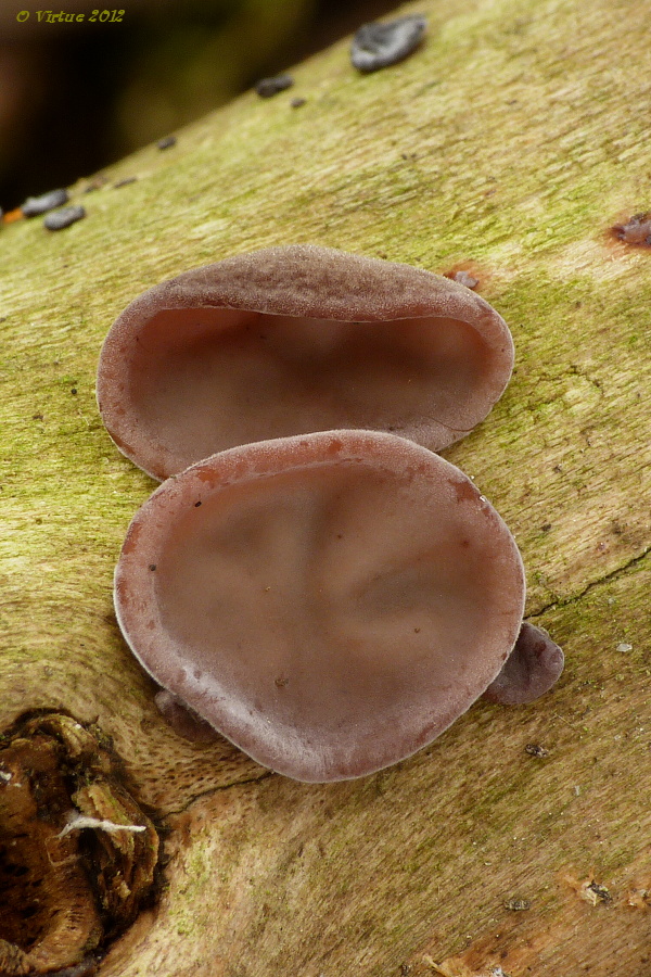 uchovec bazový Auricularia auricula-judae (Bull.) Quél.