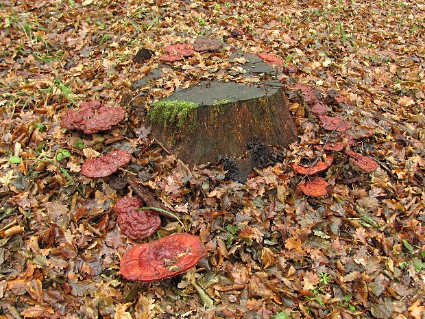 lesklokôrovka obyčajná Ganoderma lucidum (Curtis) P. Karst.