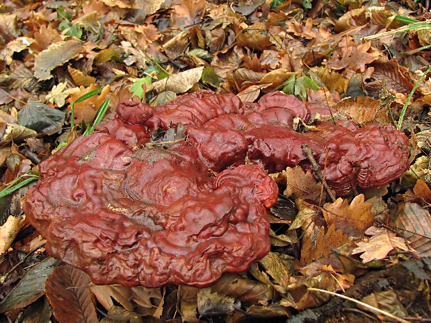 lesklokôrovka obyčajná Ganoderma lucidum (Curtis) P. Karst.