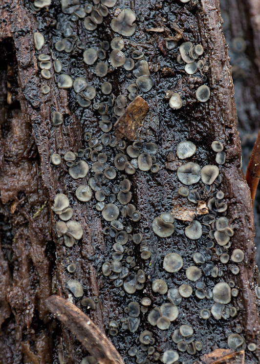 molízia Mollisia sp.