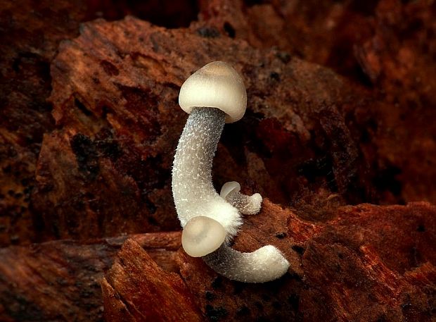 prilbička šišková Mycena strobilicola J. Favre & Kühner