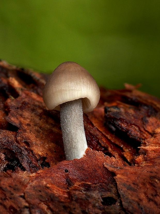 prilbička šišková Mycena strobilicola J. Favre & Kühner