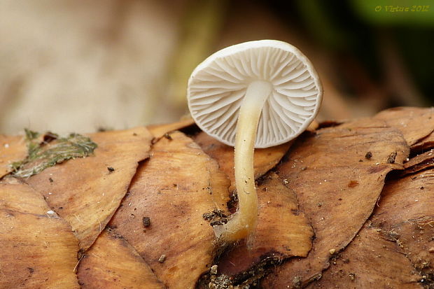 peniazočka smreková Strobilurus esculentus (Wulfen) Singer