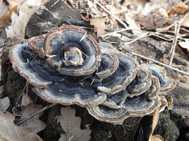 trúdnikovec pestrý Trametes versicolor (L.) Lloyd