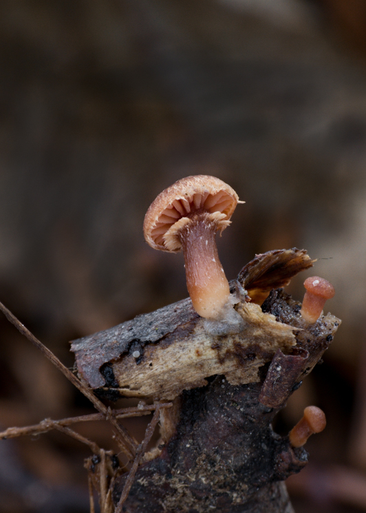 smeťovka zimná Tubaria furfuracea (Pers.) Gillet