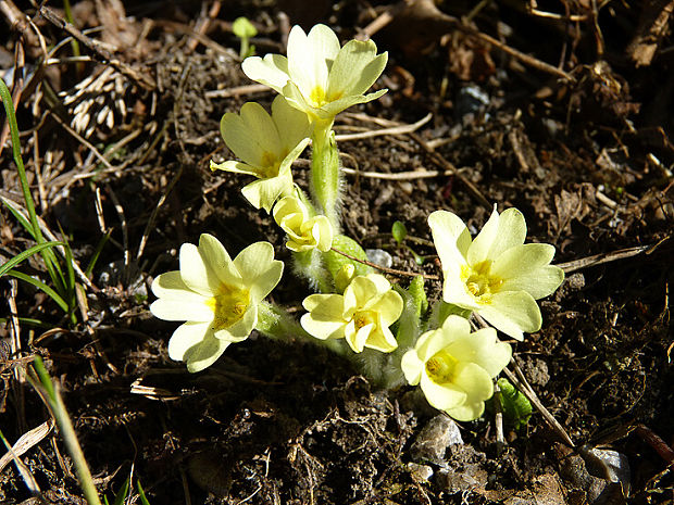 prvosienka bezbyľová   Primula acaulis