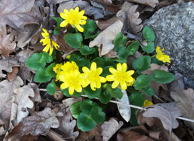 blyskáč záružľolistý Ficaria calthifolia Rchb.