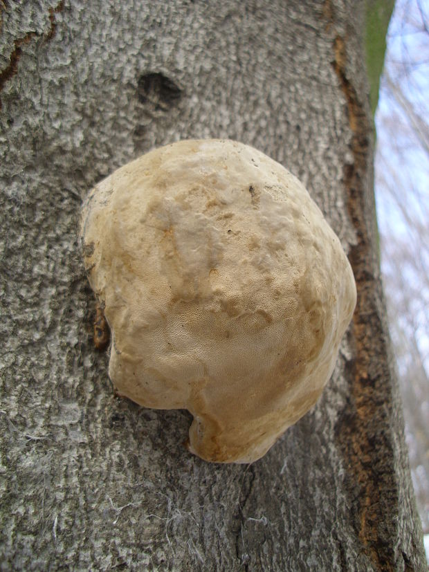 práchnovec kopytovitý Fomes fomentarius (L.) J.J. Kickx