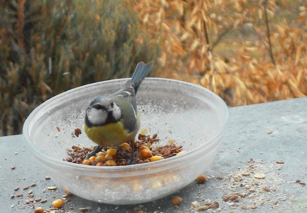 sýkorka belasá Parus caeruleus