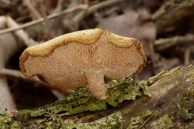 trúdnik Polyporus sp.