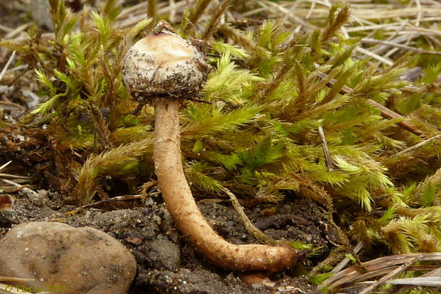 stopkovec zimný Tulostoma brumale Pers.