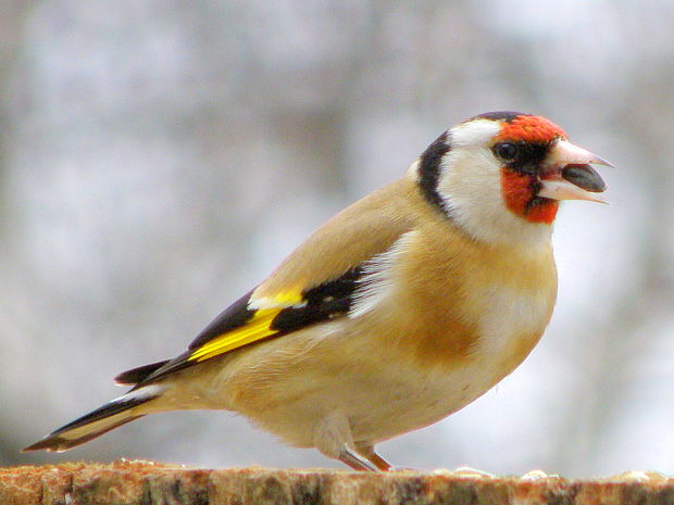 stehlík obyčajný  Carduelis car