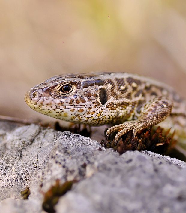 jašterica krátkohlavá Lacerta agilis