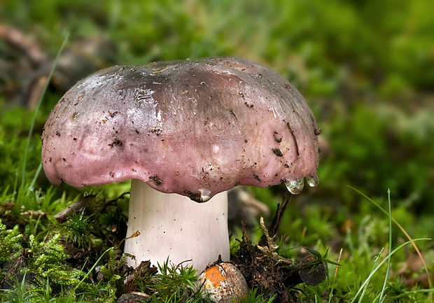 plávka modrastá Russula cyanoxantha (Schaeff.) Fr.