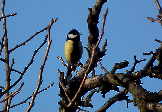 sýkorka bielolíca (Parus major)