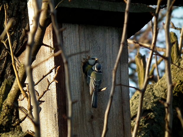 sýkorka bielolíca (Parus major)