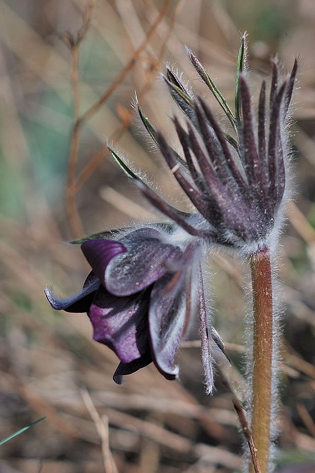 poniklec lúčny český    Pulsatilla pratensis subsp. bohemica Skalický