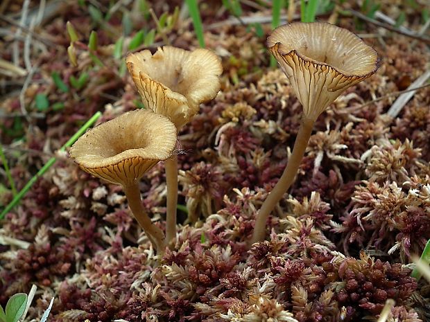 kalichovka rašelinníková Arrhenia sphagnicola (Berk.) Redhead, Lutzoni, Moncalvo & Vilgalys