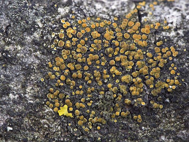 krásnica Athallia holocarpa (Hoffm.) Arup, Frödén & Søchting