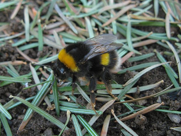 čmeliak  Bombus terrestris