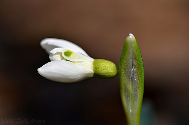 snežienka jarná Galanthus nivalis L.