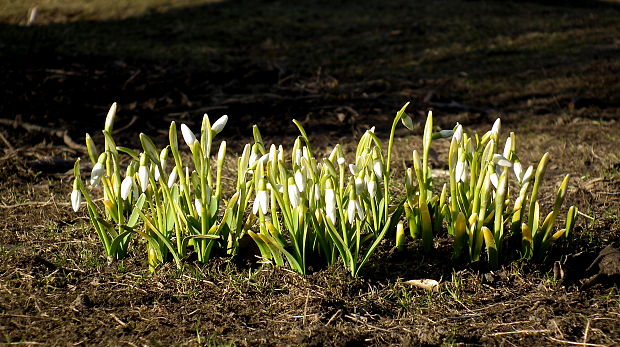 snežienka jarná Galanthus nivalis L.