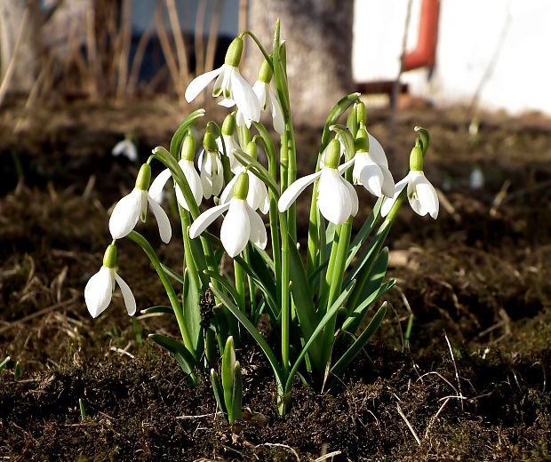 snežienka jarná Galanthus nivalis L.