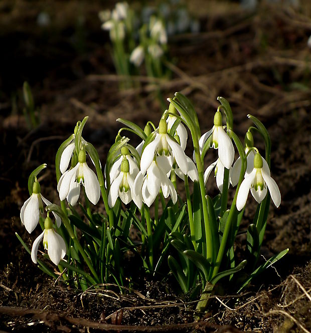 snežienka jarná Galanthus nivalis L.