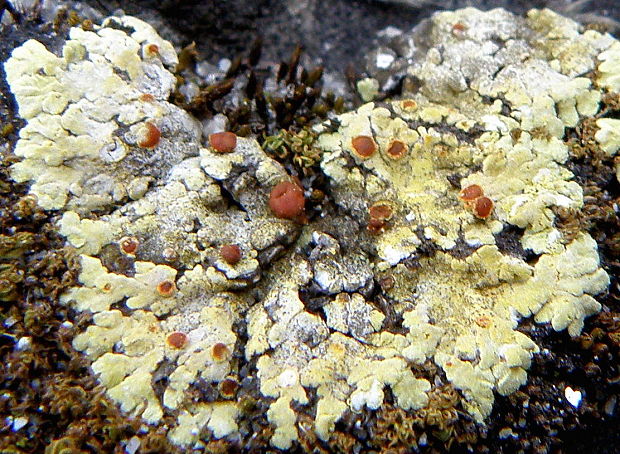 blýskavka žltá Gyalolechia fulgens (Sw.) Søchting, Frödén & Arup